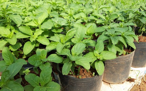 9 tác dụng của tinh dầu bạc hà